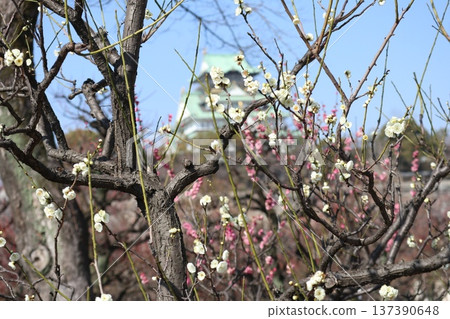 大阪城春意盎然，梅花芬芳。 137390648