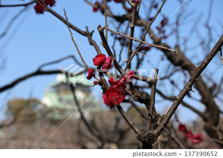 大阪城春意盎然，梅花芬芳。 137390652