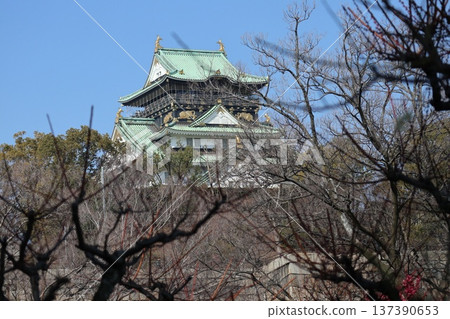 The arrival of spring and the fragrance of plum blossoms at Osaka Castle The arrival of spring and the fragrance of plum blossoms at Osaka Castle 137390653