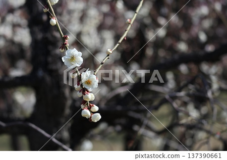 大阪城春意盎然,梅花芬芳。 大阪城春意盎然,梅花芬芳。 137390661