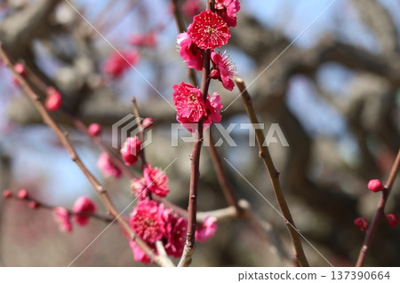 The arrival of spring and the fragrance of plum blossoms at Osaka Castle 137390664