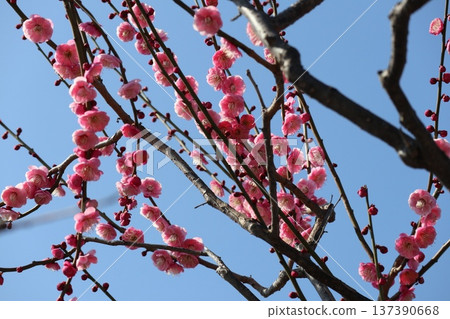 大阪城春意盎然,梅花芬芳。 大阪城春意盎然,梅花芬芳。 137390668
