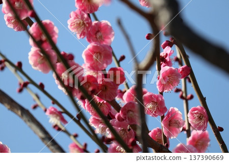 The arrival of spring and the fragrance of plum blossoms at Osaka Castle The arrival of spring and the fragrance of plum blossoms at Osaka Castle 137390669