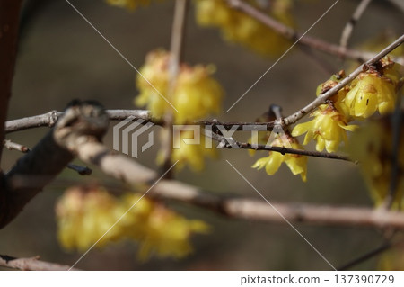 大阪城春意盎然,梅花芬芳。 大阪城春意盎然,梅花芬芳。 137390729