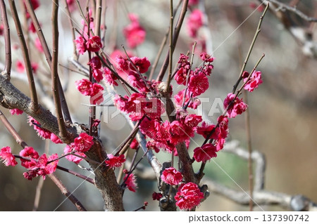 The arrival of spring and the fragrance of plum blossoms at Osaka Castle 137390742
