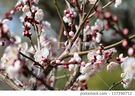The arrival of spring and the fragrance of plum blossoms at Osaka Castle The arrival of spring and the fragrance of plum blossoms at Osaka Castle 137390752