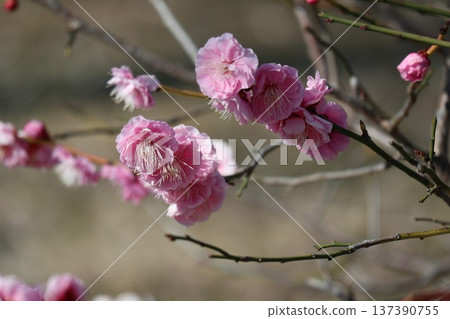 The arrival of spring and the fragrance of plum blossoms at Osaka Castle The arrival of spring and the fragrance of plum blossoms at Osaka Castle 137390755
