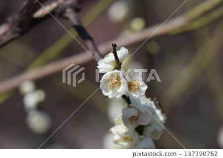大阪城春意盎然,梅花芬芳。 大阪城春意盎然,梅花芬芳。 137390762
