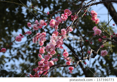 大阪城春意盎然，梅花芬芳。 137390773
