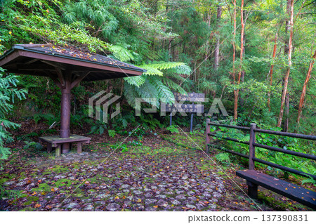 屋久島前岳步道起點，近海阿爾卑斯山脈（秋季） 137390831