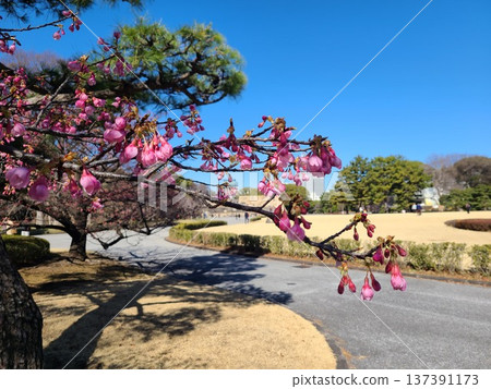 皇宮東花園的櫻花 137391173