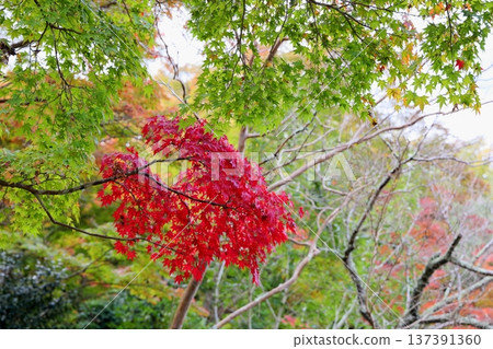 Refreshing green maple and red maple leaves 137391360