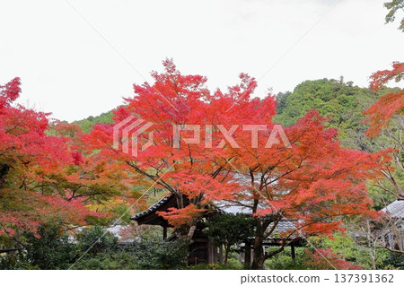Vivid autumn leaves of Japanese maple Vivid autumn leaves of Japanese maple 137391362