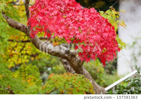 Vivid autumn leaves of Japanese maple 137391363