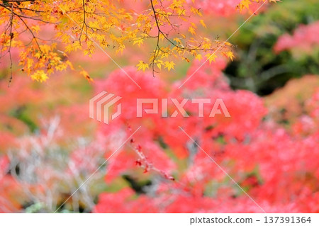 秋葉背景，日本楓樹的黃色葉子 137391364