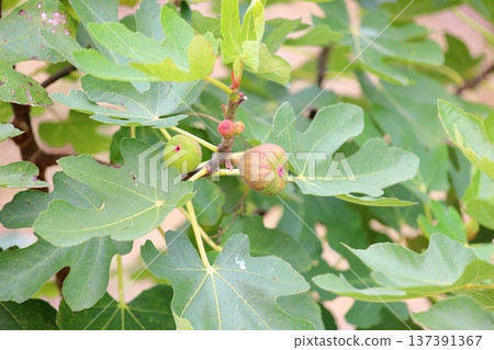 The fruit of FIG. 137391367