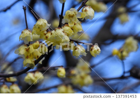 藍天和Rowbay 137391453