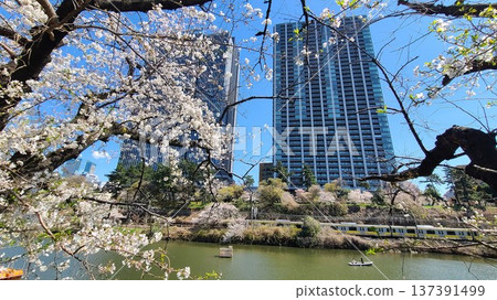 Ushigome moat cherry blossoms Ushigome moat cherry blossoms 137391499