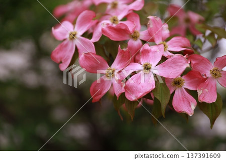 Dogwood Dogwood 137391609