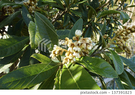 Winter December: Loquat trees begin to bloom with white flowers 137391823