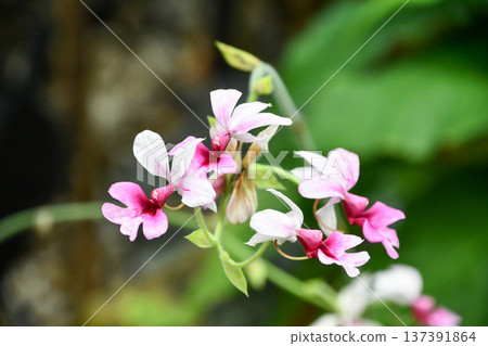 Calanthe 'Barbariana' Calanthe 'Barbariana' 137391864