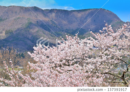 從名久美城遺址眺望:群馬縣水上町禦嶽山,櫻花盛開 從名久美城遺址眺望:群馬縣水上町禦嶽山,櫻花盛開 137391917