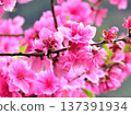 Bright pink peach blossoms in full bloom, signaling the arrival of spring 137391934