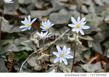 Snowdrop Anemone keisueana 137391949