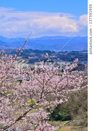View from the ruins of Minakami Castle: Cherry blossoms in full bloom, the townscape, and the Akagi Plateau area. Minakami Town, Gunma Prefecture View from the ruins of Minakami Castle: Cherry blossoms in full bloom, the townscape, and the Akagi Plateau area. Minakami Town, Gunma Prefecture 137391959