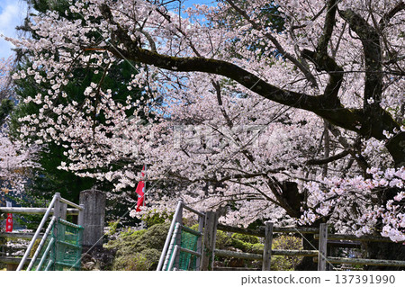 群馬縣水上町水上城遺址,春日櫻花盛開。 群馬縣水上町水上城遺址,春日櫻花盛開。 137391990