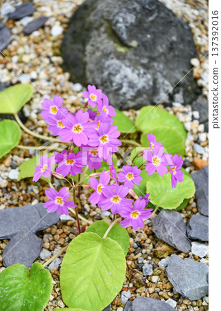Primula megaseifolia Primula megaseifolia 137392016