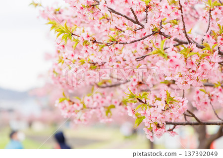 Ono City Oshima River Cherry Blossom Corridor (Hyogo Prefecture) Ono City Oshima River Cherry Blossom Corridor (Hyogo Prefecture) 137392049