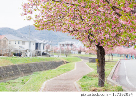 小野市大島川櫻花走廊(兵庫縣) 小野市大島川櫻花走廊(兵庫縣) 137392054