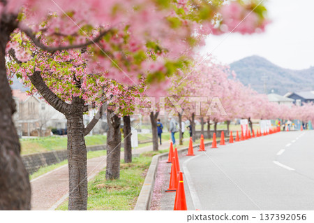 Ono City Oshima River Cherry Blossom Corridor (Hyogo Prefecture) 137392056