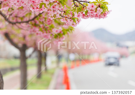 Ono City Oshima River Cherry Blossom Corridor (Hyogo Prefecture) 137392057