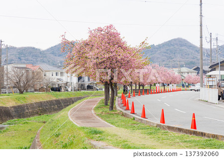 Ono City Oshima River Cherry Blossom Corridor (Hyogo Prefecture) Ono City Oshima River Cherry Blossom Corridor (Hyogo Prefecture) 137392060