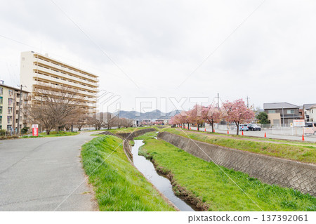 Ono City Oshima River Cherry Blossom Corridor (Hyogo Prefecture) Ono City Oshima River Cherry Blossom Corridor (Hyogo Prefecture) 137392061