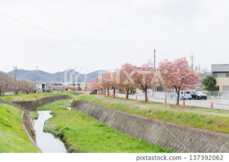 小野市大島川櫻花走廊(兵庫縣) 小野市大島川櫻花走廊(兵庫縣) 137392062