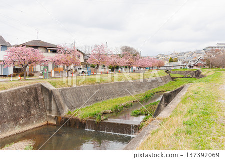 Ono City Oshima River Cherry Blossom Corridor (Hyogo Prefecture) 137392069