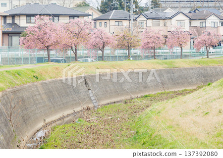 Ono City Oshima River Cherry Blossom Corridor (Hyogo Prefecture) Ono City Oshima River Cherry Blossom Corridor (Hyogo Prefecture) 137392080