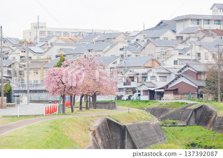 Ono City Oshima River Cherry Blossom Corridor (Hyogo Prefecture) Ono City Oshima River Cherry Blossom Corridor (Hyogo Prefecture) 137392087