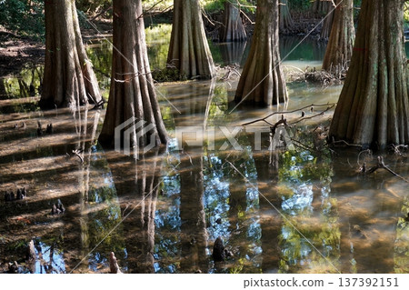 Mysterious sight of the Sasaguri Kyushu University Forest: Bald cypress Mysterious sight of the Sasaguri Kyushu University Forest: Bald cypress 137392151