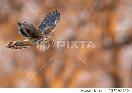 日出時分的一隻灰紋鷂（雌性） 137392160