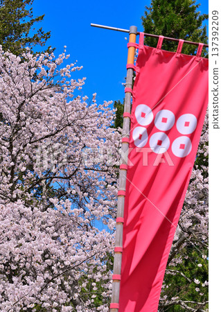 Rokumonsen flags and cherry blossoms in full bloom, Minakami Castle ruins, Gunma Prefecture Rokumonsen flags and cherry blossoms in full bloom, Minakami Castle ruins, Gunma Prefecture 137392209