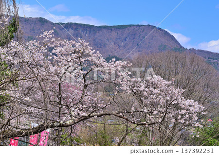 從名久美城遺址眺望：群馬縣水上町禦嶽山，櫻花盛開 137392231