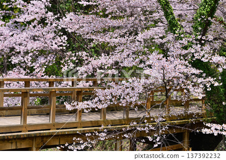 Cherry blossoms in full bloom at the ruins of Minakami Castle, spring scenery, Minakami Town, Gunma Prefecture Cherry blossoms in full bloom at the ruins of Minakami Castle, spring scenery, Minakami Town, Gunma Prefecture 137392232