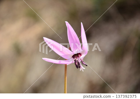 Katakuri flowers blooming in early spring 137392375