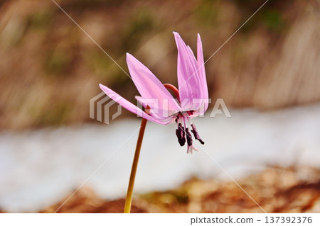 Katakuri flowers blooming in early spring Katakuri flowers blooming in early spring 137392376