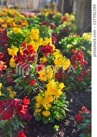 Chaylanthus flower 137392399