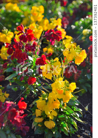 Chaylanthus flower 137392401